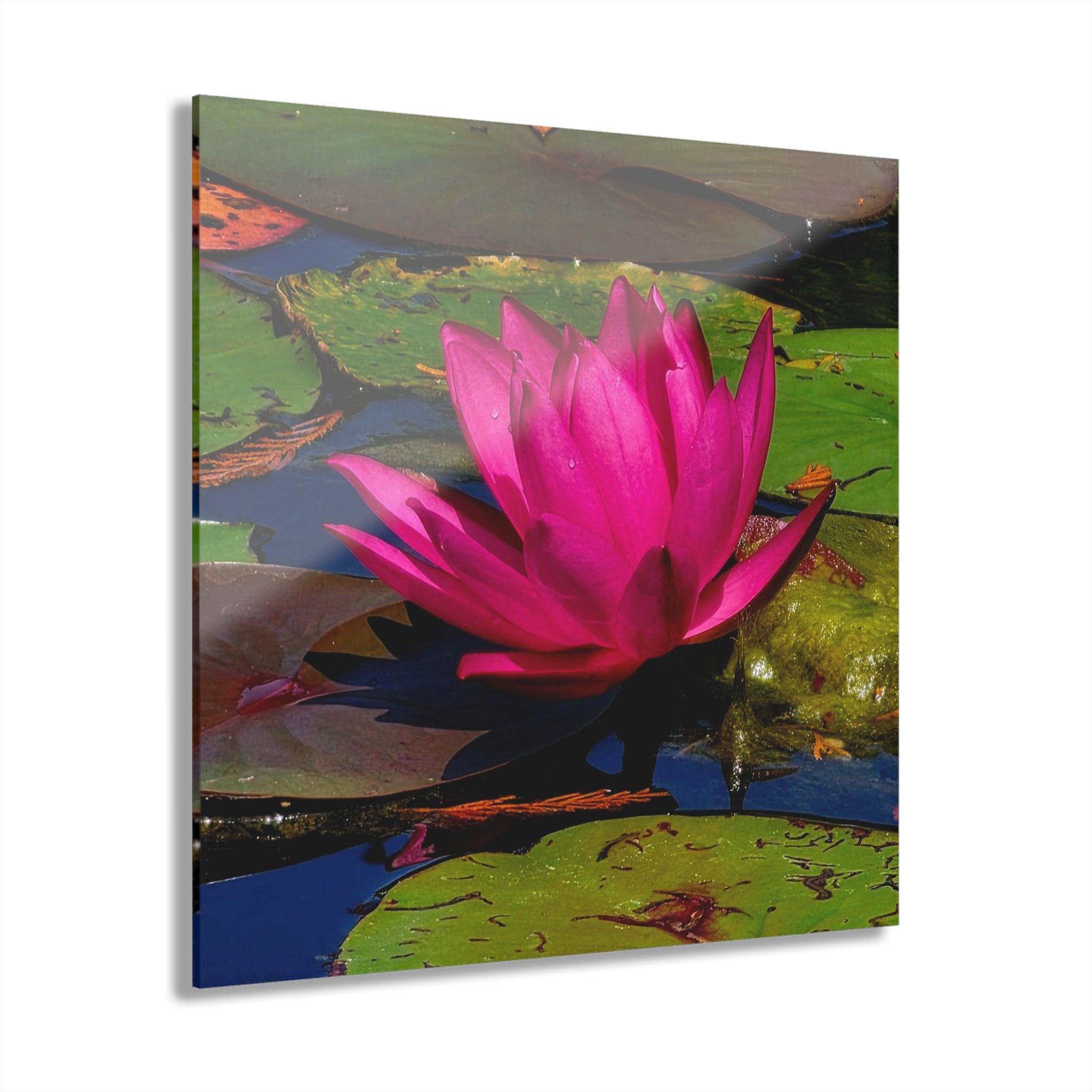 Pink Lily Pad Flower – Acrylic Wall Art