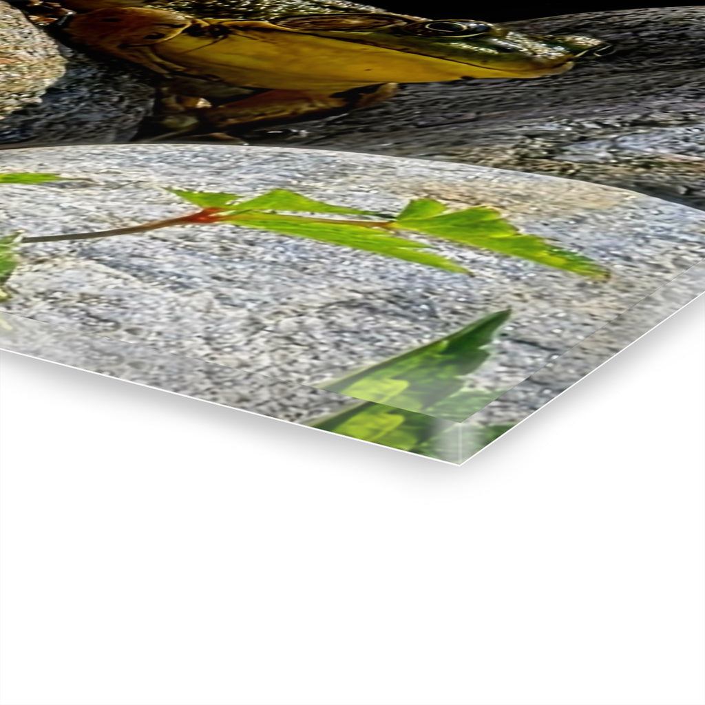 The Pond Frog on Rocks – Acrylic Wall Art