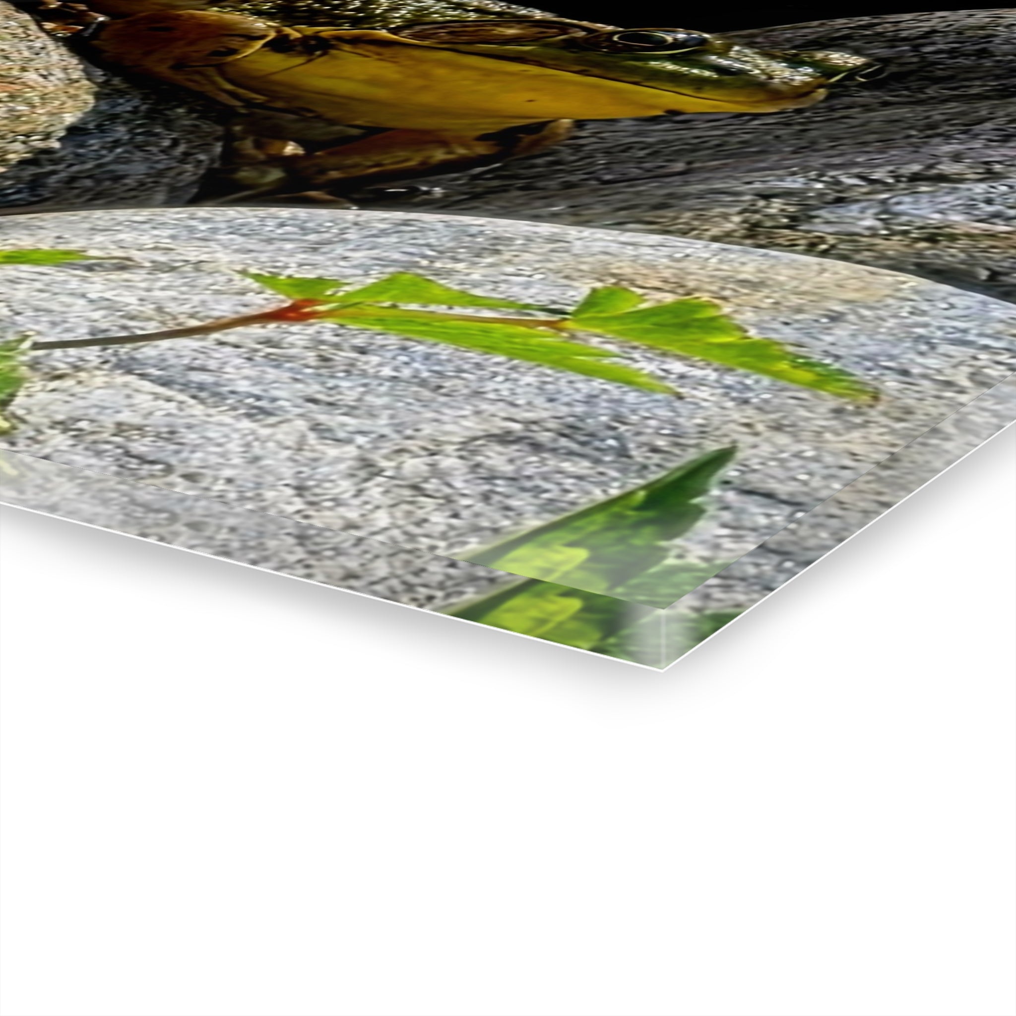 The Pond Frog on Rocks – Acrylic Wall Art