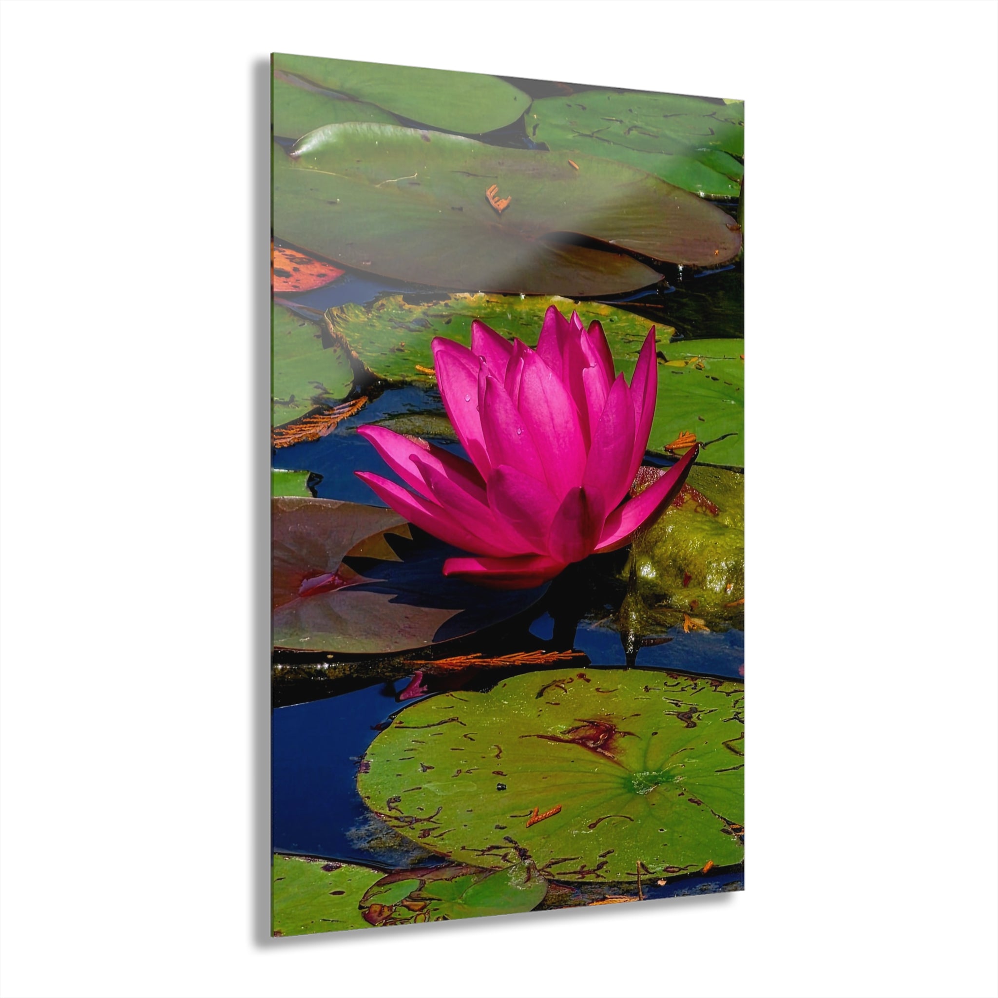 Pink Lily Pad Flower – Acrylic Wall Art