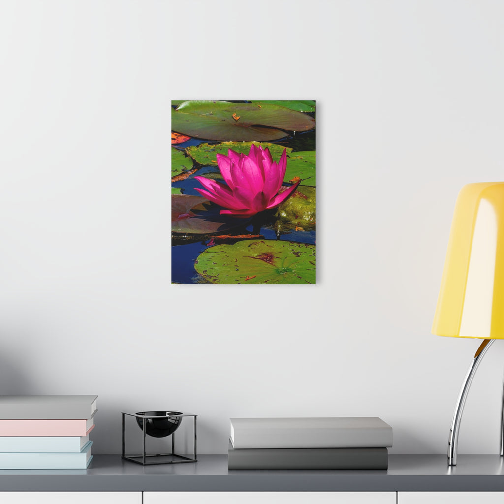 Pink Lily Pad Flower – Acrylic Wall Art