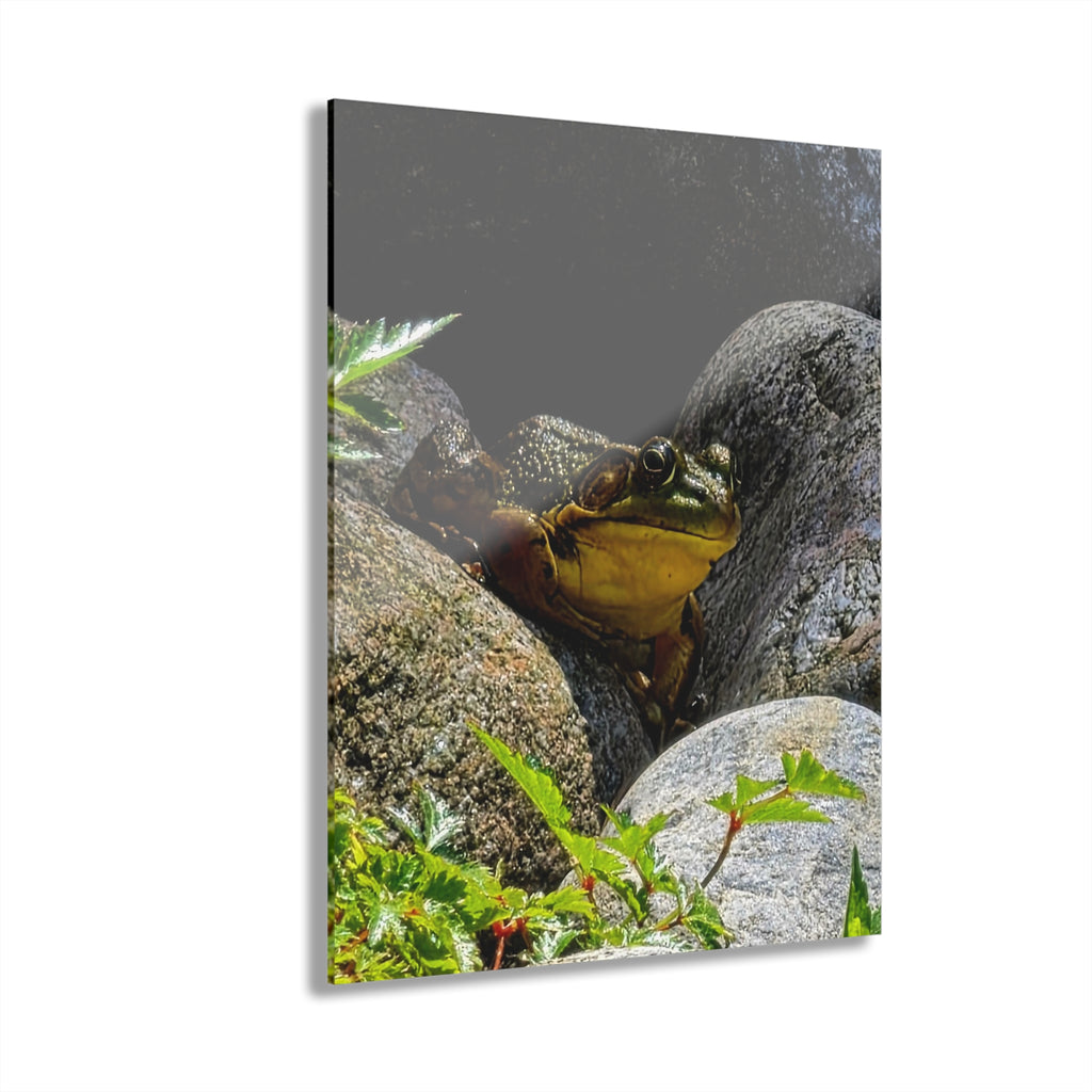 The Pond Frog on Rocks – Acrylic Wall Art