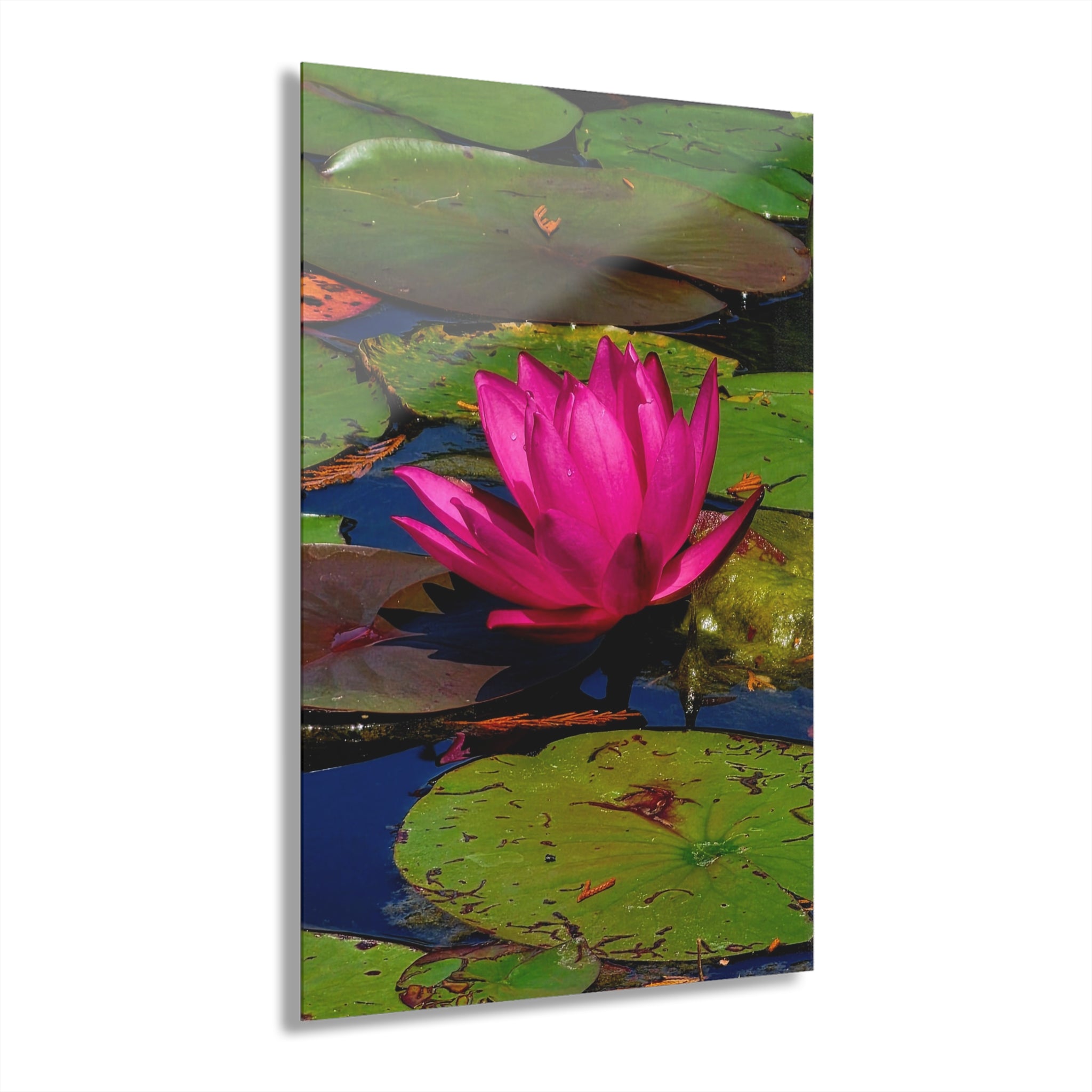 Pink Lily Pad Flower – Acrylic Wall Art