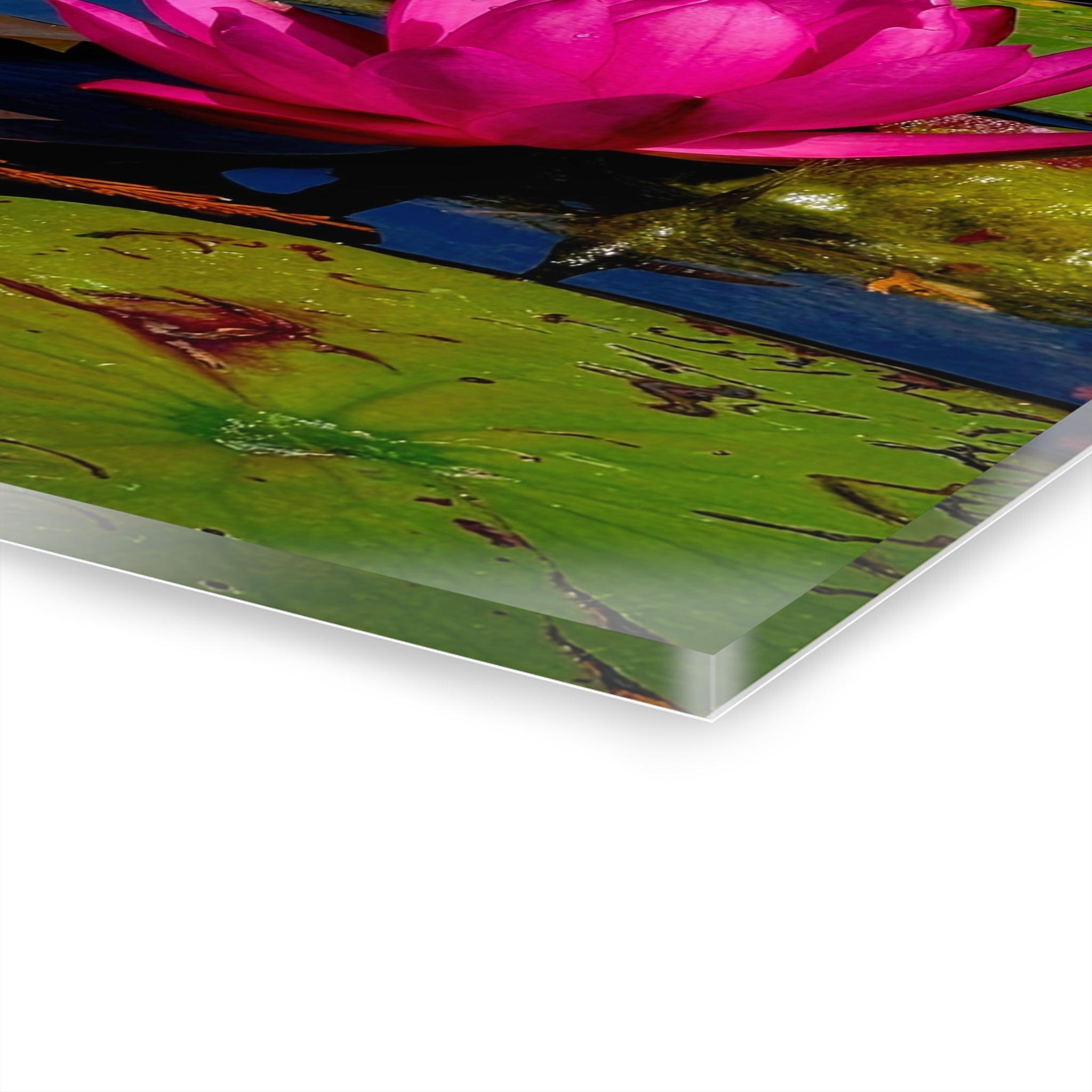 Pink Lily Pad Flower – Acrylic Wall Art