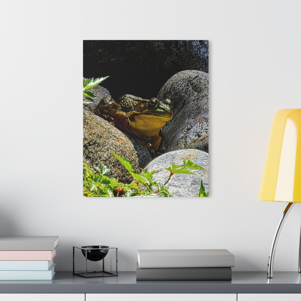 The Pond Frog on Rocks – Acrylic Wall Art