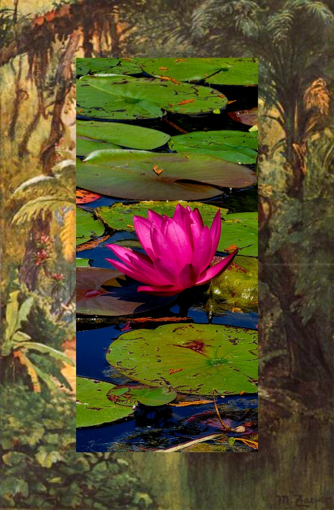 Pink Lily Pad Flower – Acrylic Wall Art