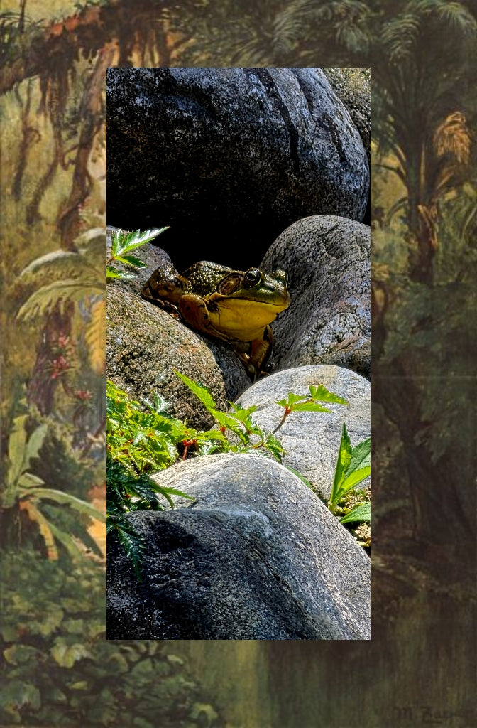 The Pond Frog on Rocks – Acrylic Wall Art