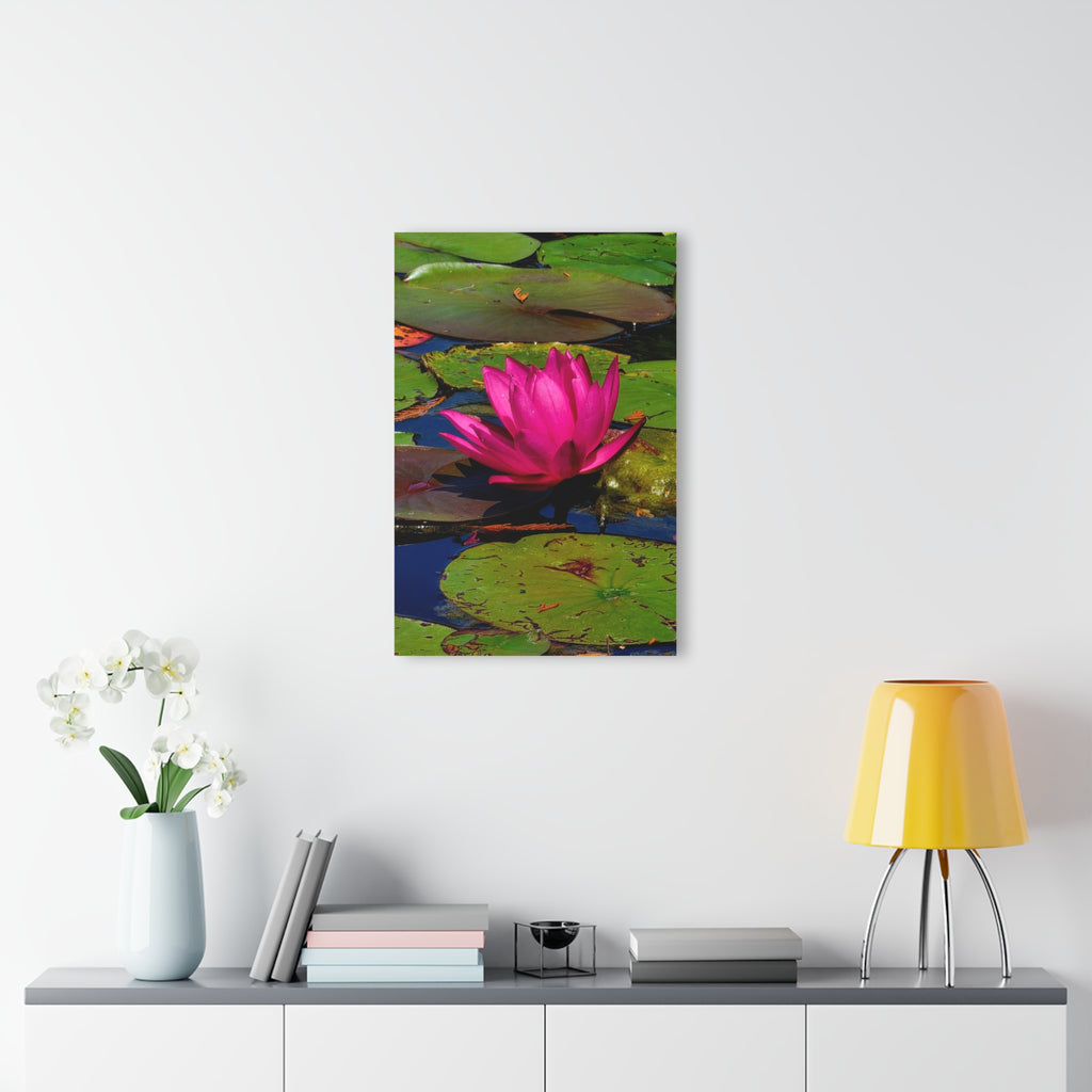 Pink Lily Pad Flower – Acrylic Wall Art