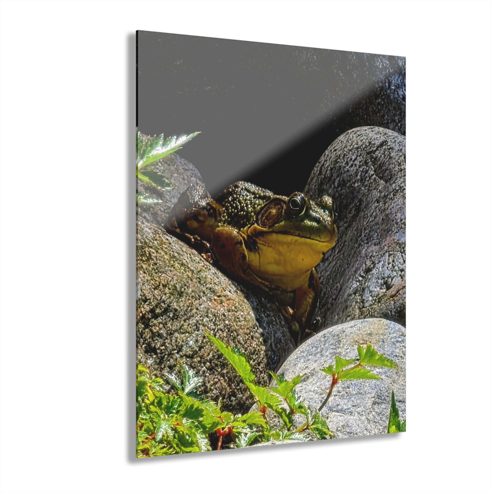 The Pond Frog on Rocks – Acrylic Wall Art