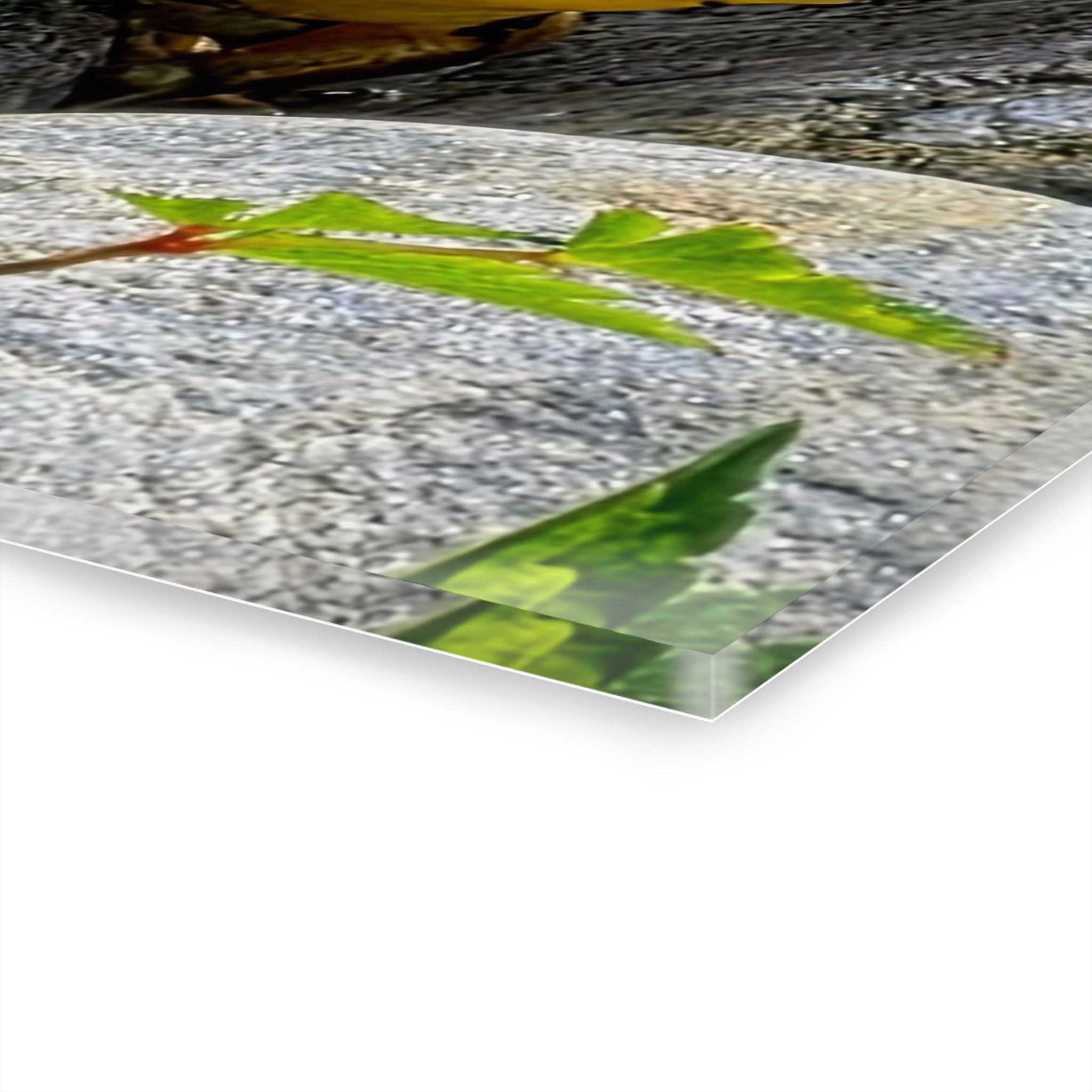 The Pond Frog on Rocks – Acrylic Wall Art