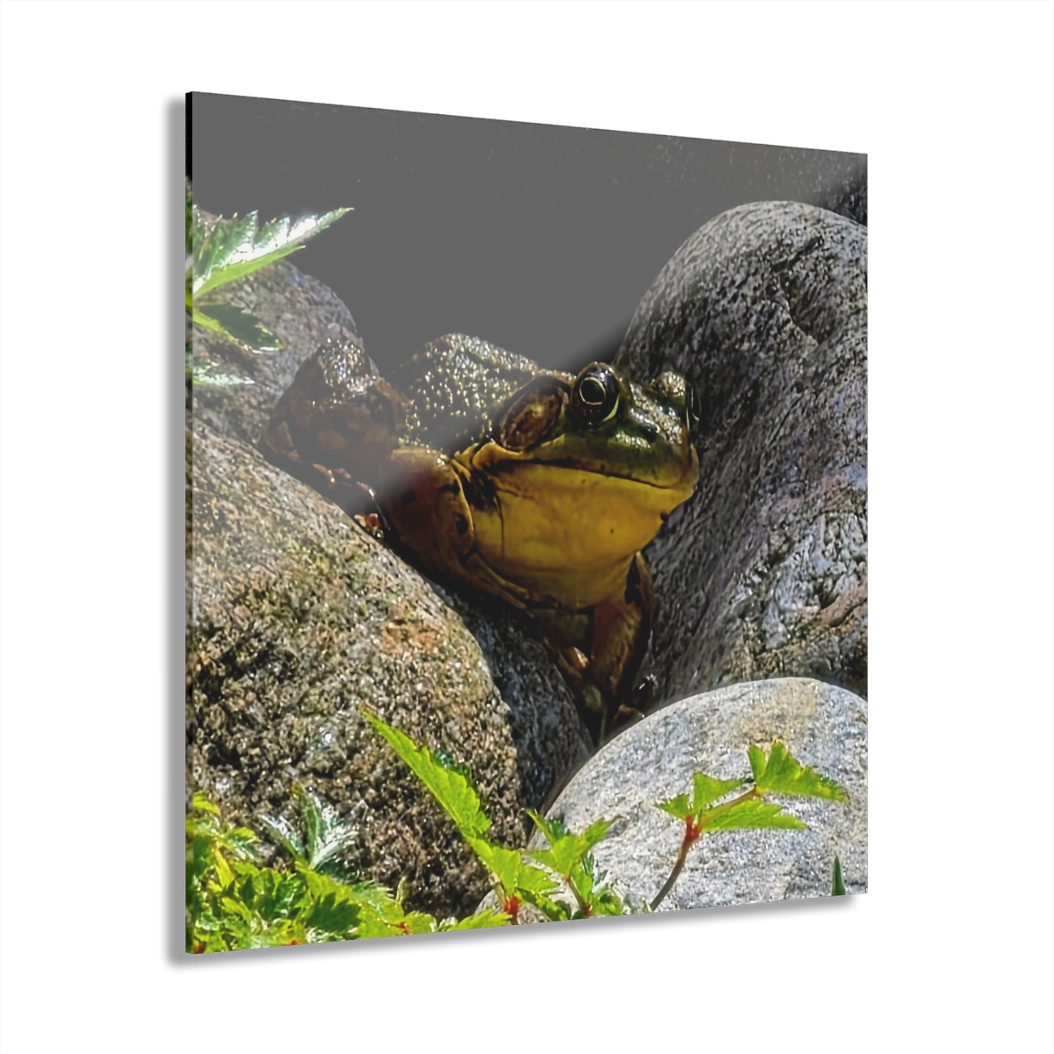 The Pond Frog on Rocks – Acrylic Wall Art