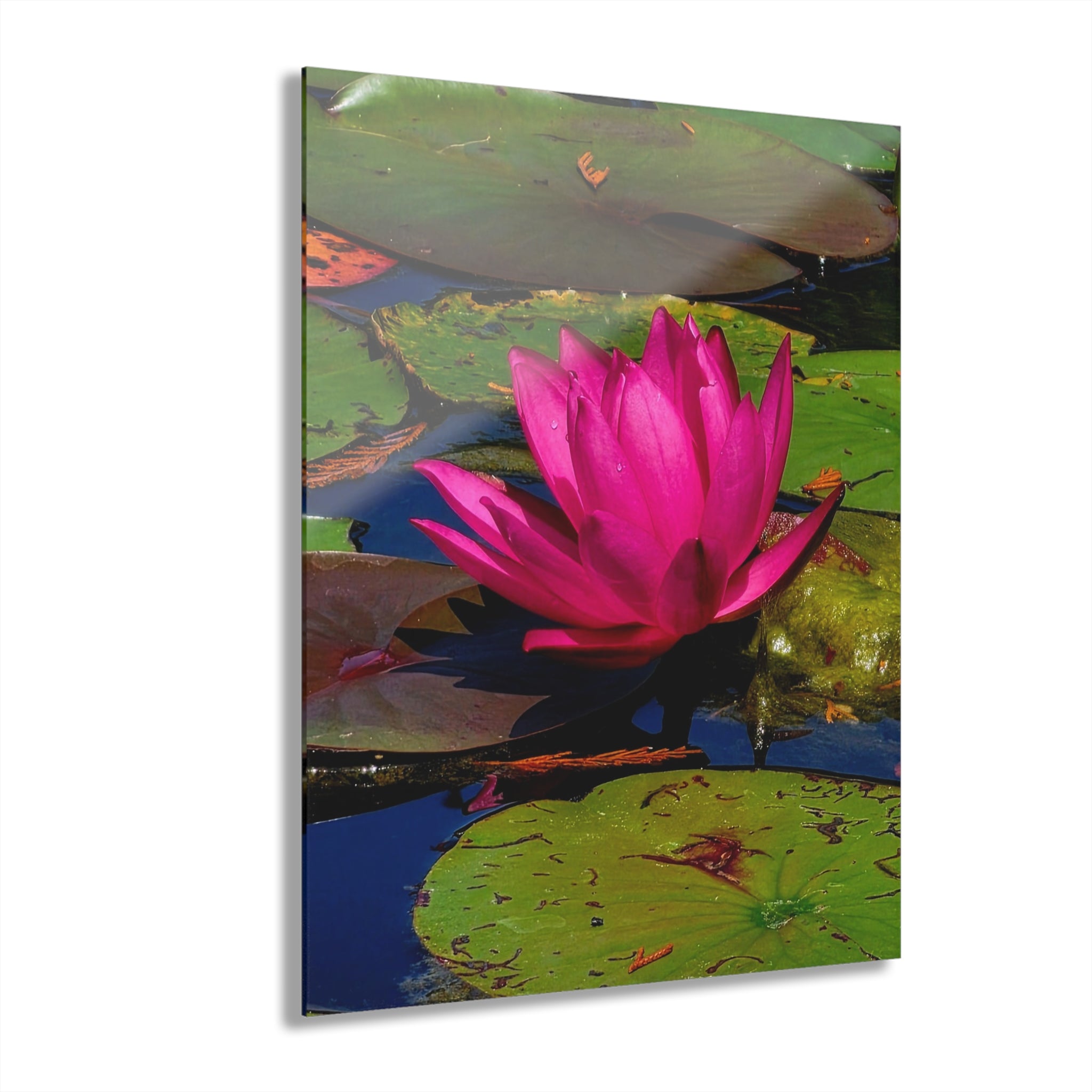 Pink Lily Pad Flower – Acrylic Wall Art