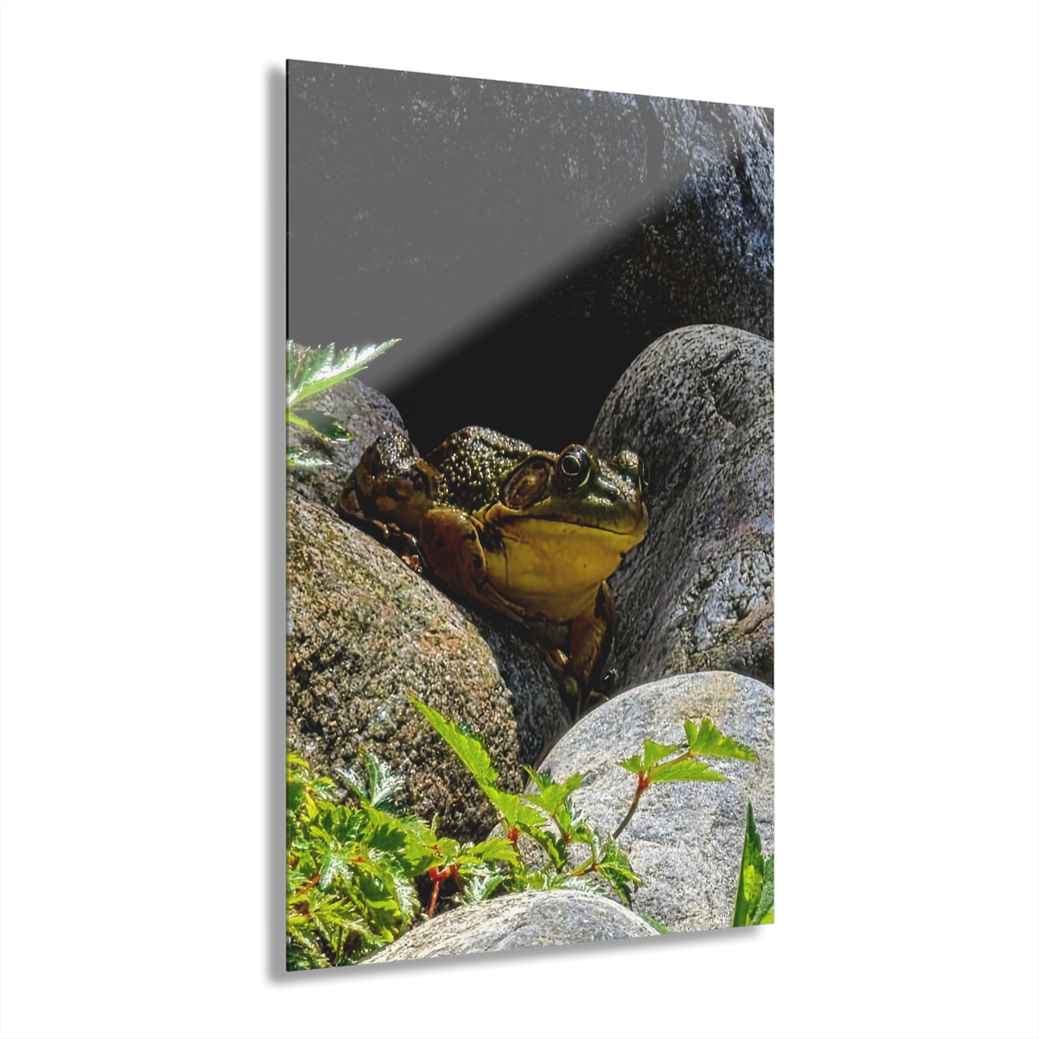 The Pond Frog on Rocks – Acrylic Wall Art