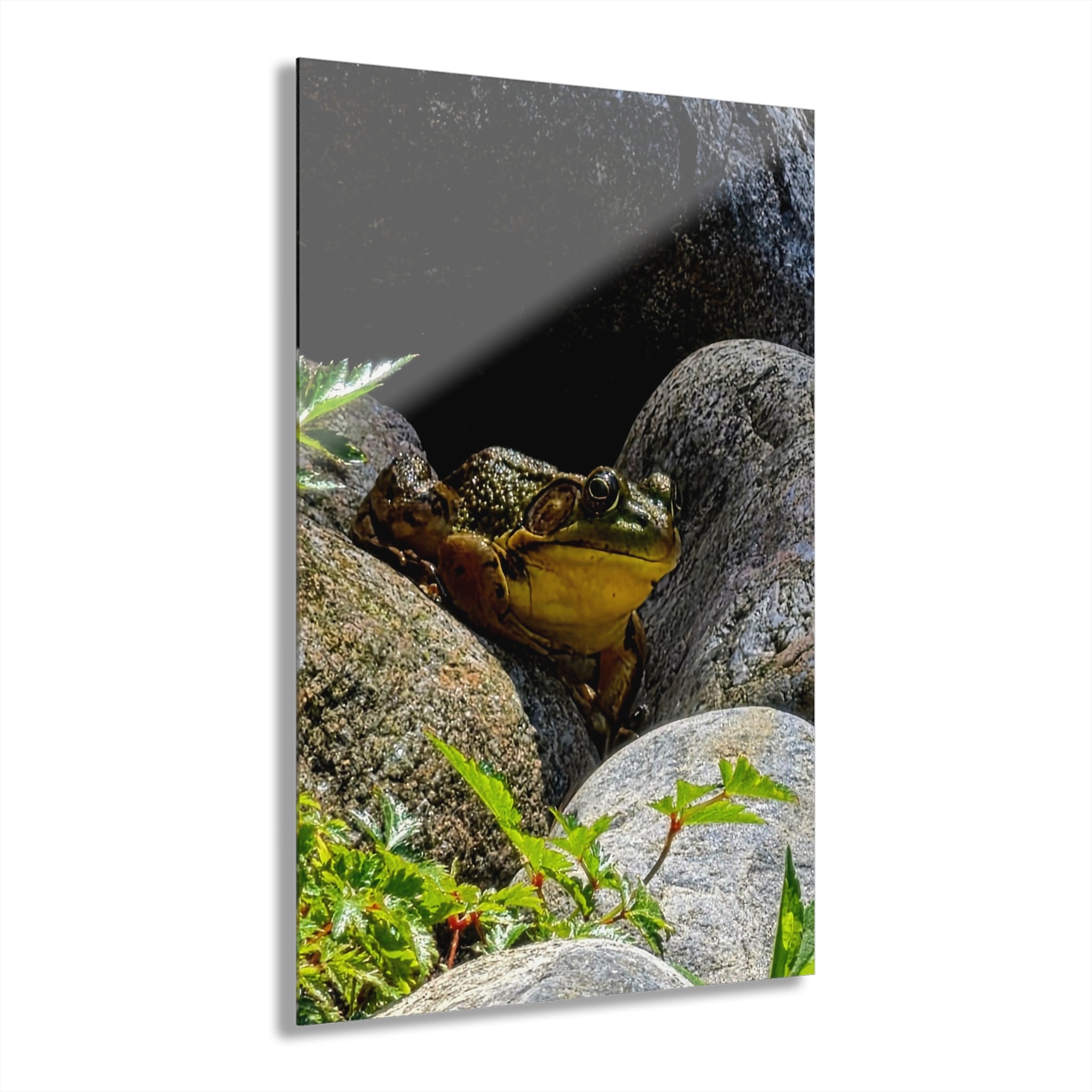 The Pond Frog on Rocks – Acrylic Wall Art